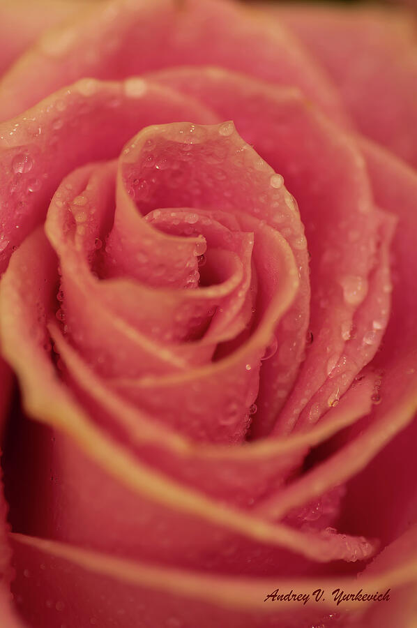 Macro photograph of a dew-kissed pink rose by Andrey Yurkevich
